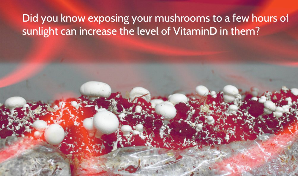 Did you know exposing mushrooms to sunlight can increase vitamin D