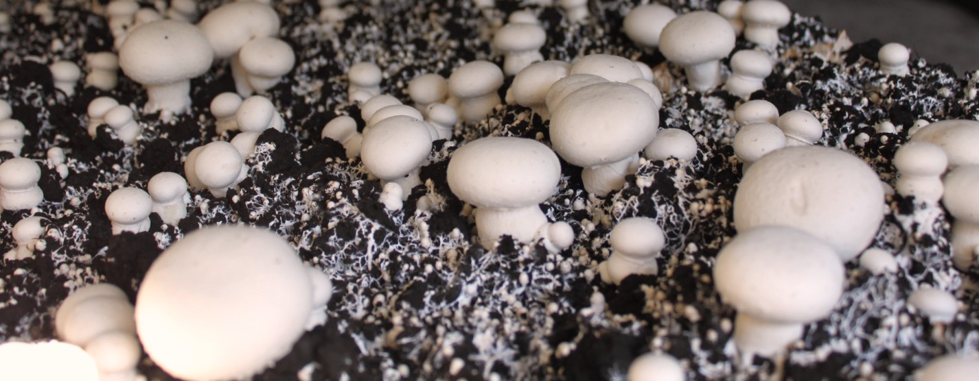 Shoalhaven Mushrooms Whites On Their Mycelium Bed