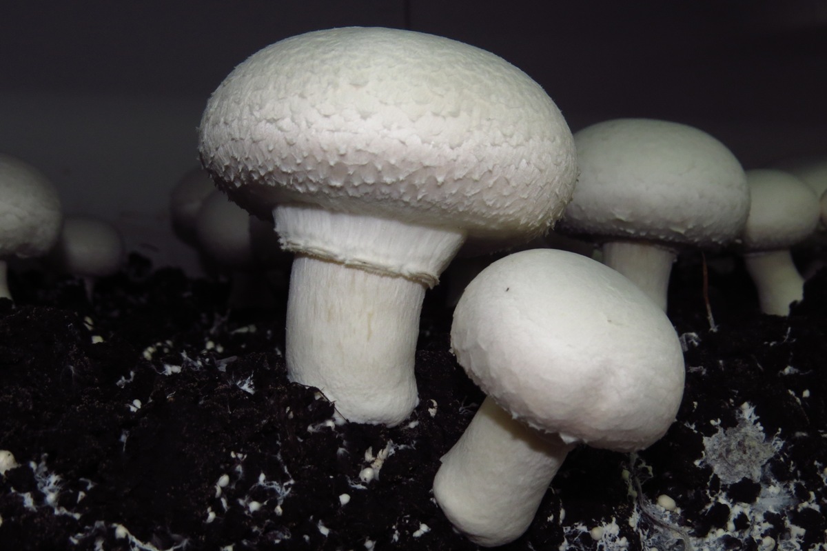 Shoalhaven Mushrooms Whites