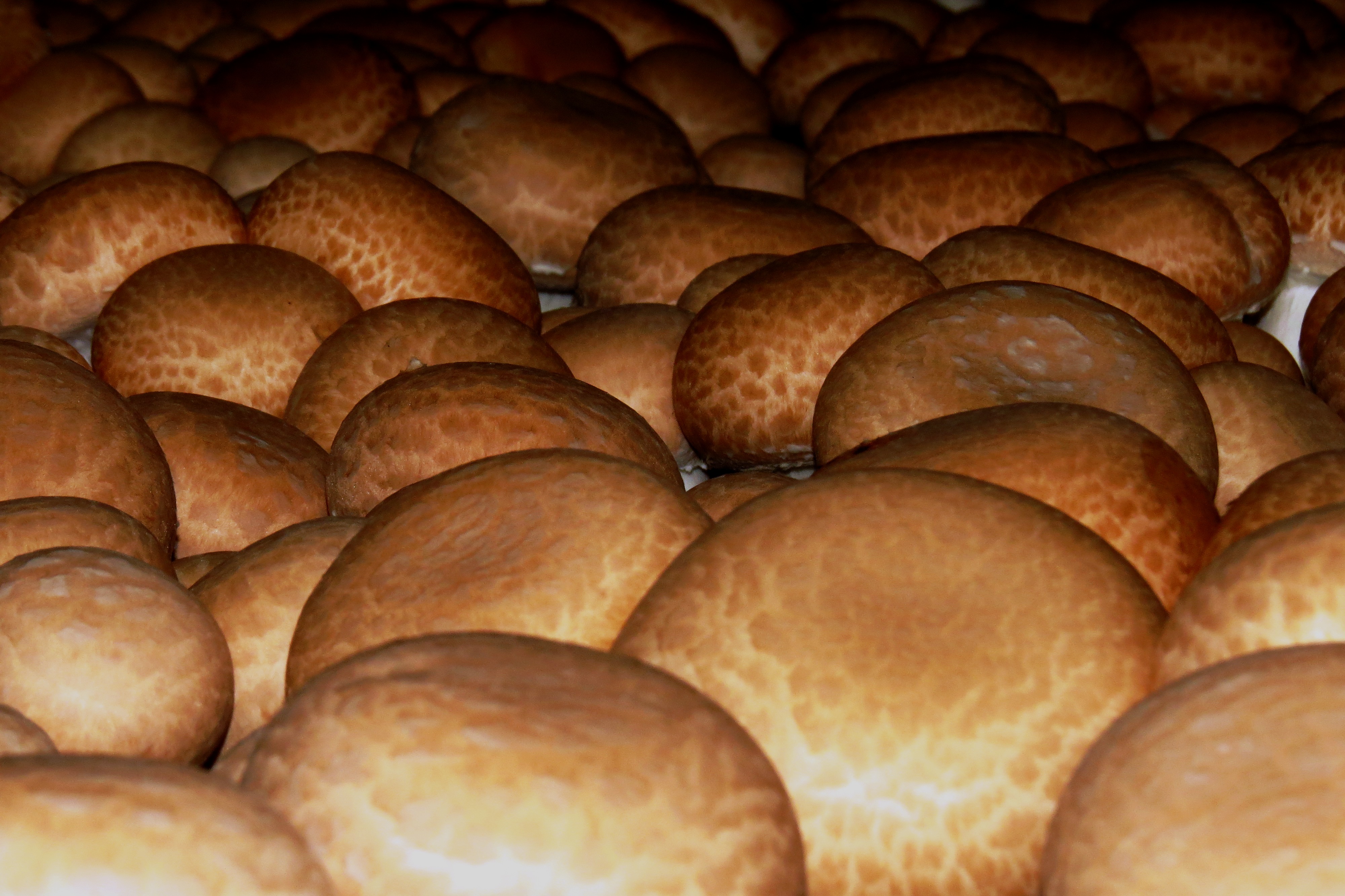 Shoalhaven Mushrooms Swiss Browns