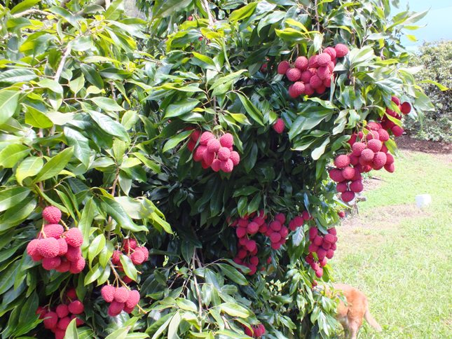 Lychee season is here lychees in bunches