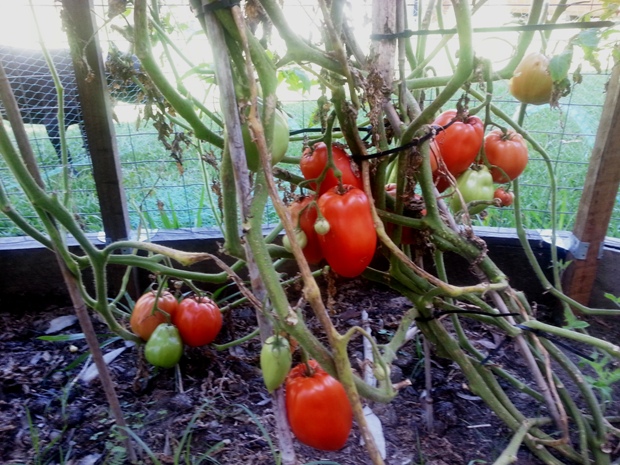 Polish tomatoes on the vine