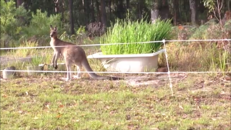 kangaroo in front of bathtub of homegrown water chestnuts